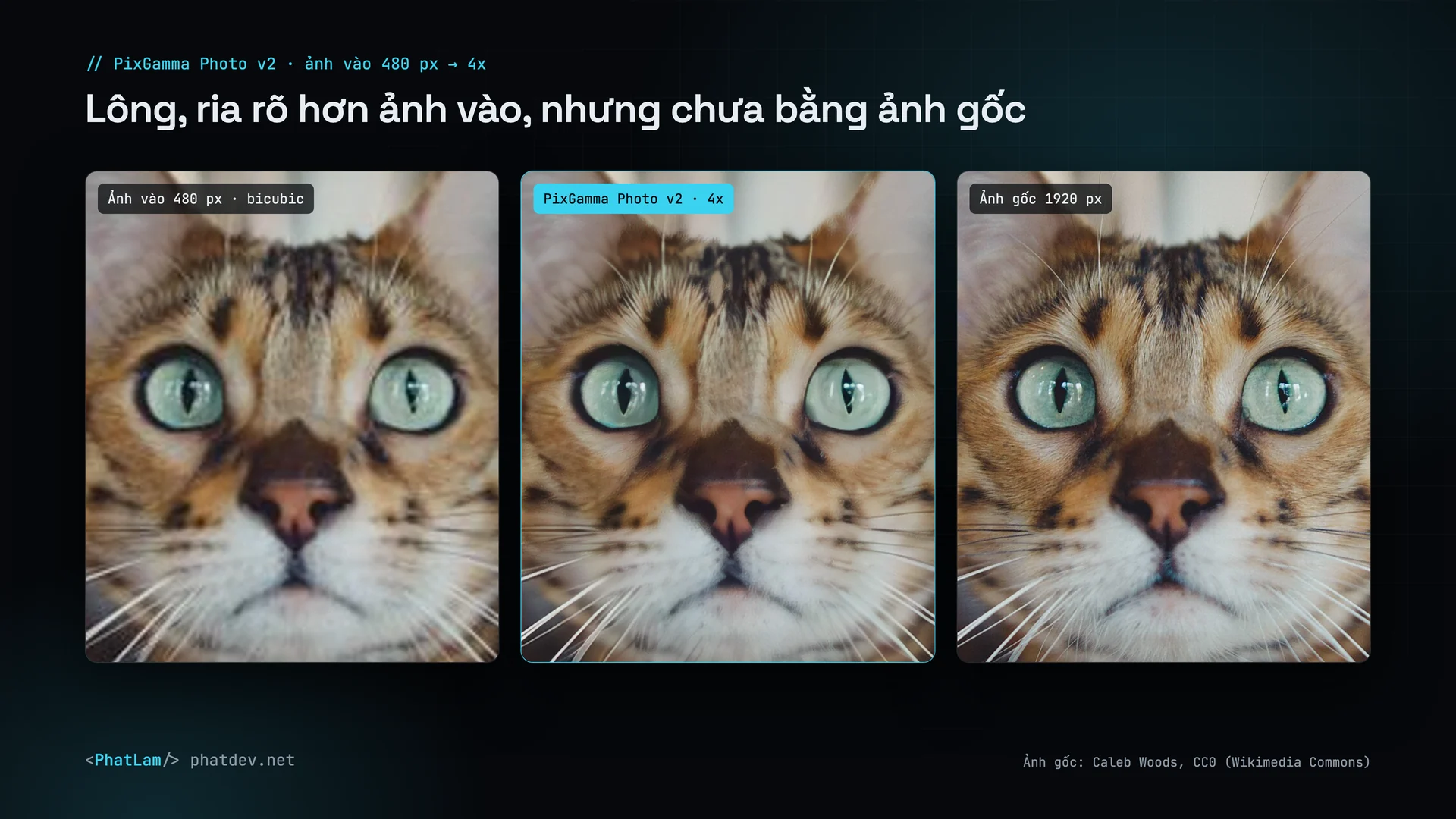 PixGamma Photo v2: mèo từ 480 px lên 4x, đặt cạnh ảnh gốc 1920 px; lông, ria rõ hơn ảnh vào nhưng chưa tách từng sợi như ảnh gốc
