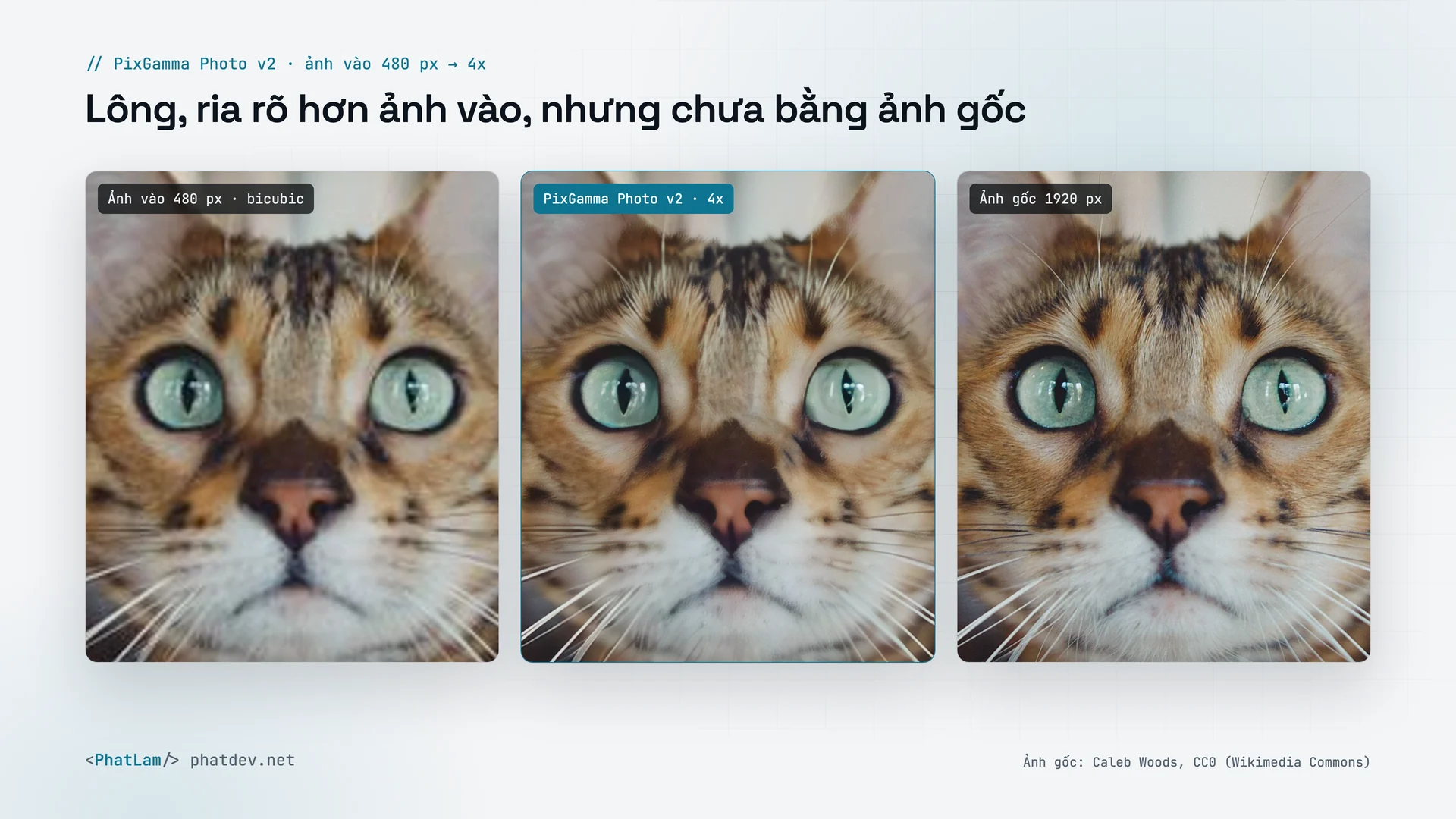 PixGamma Photo v2: mèo từ 480 px lên 4x, đặt cạnh ảnh gốc 1920 px; lông, ria rõ hơn ảnh vào nhưng chưa tách từng sợi như ảnh gốc