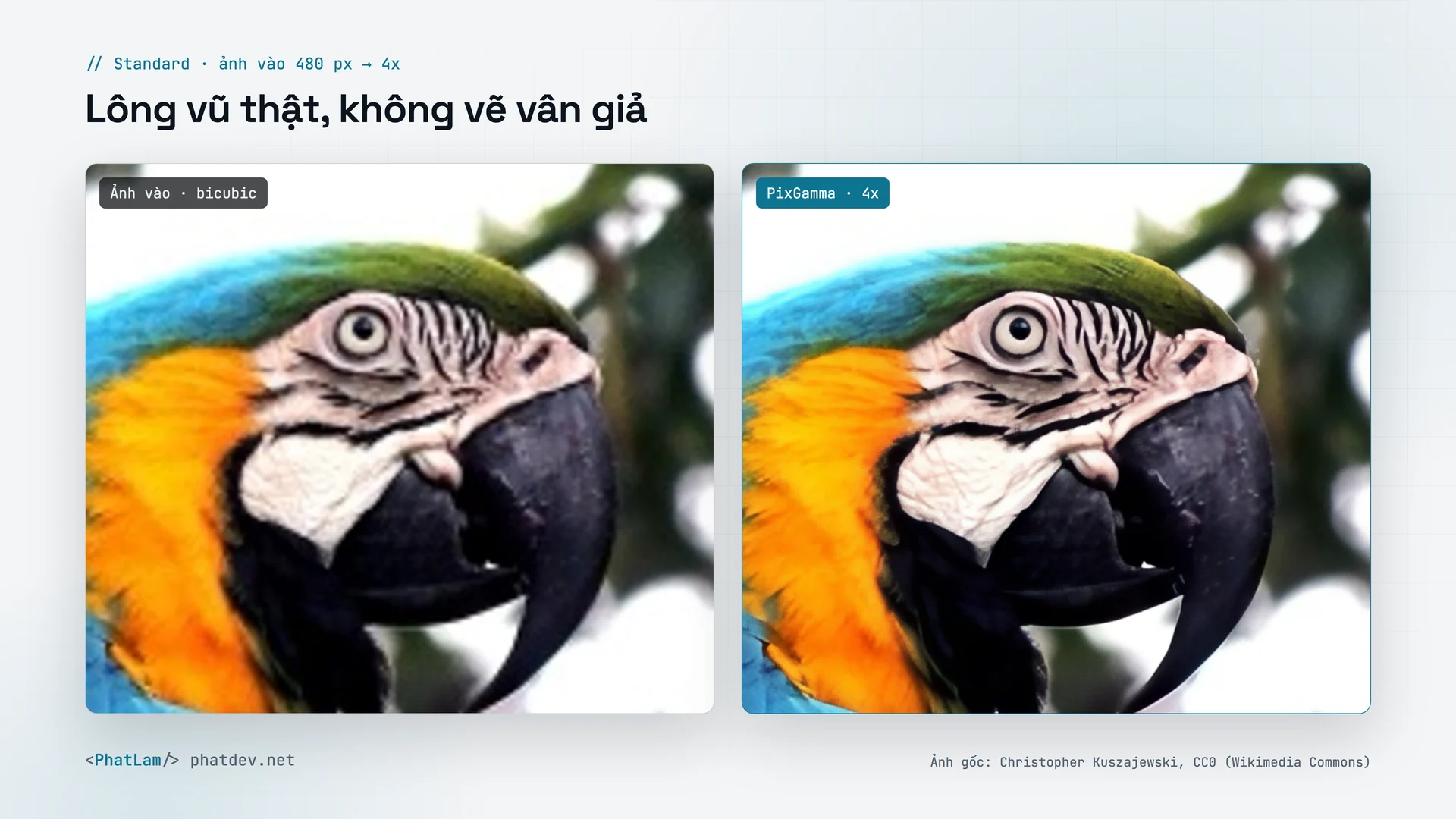 Thiên nhiên: lông vũ thật, không vẽ vân giả